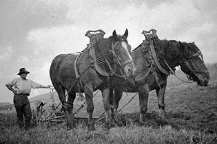 chevaux agricoles